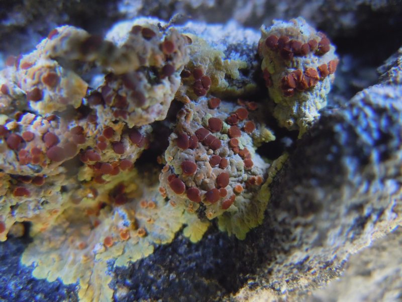 ..dai Tacchi dell''Ogliastra 2